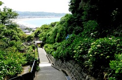 鎌倉極楽寺&長谷エリア成就院のアジサイ