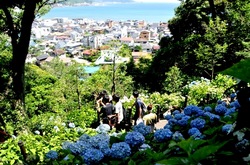 鎌倉極楽寺&長谷エリア長谷寺のアジサイ