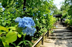 北鎌倉の新緑と紫陽花