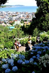鎌倉長谷寺の眺望散策路から海を眺める新緑と紫陽花