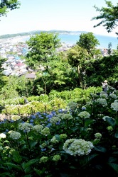 鎌倉長谷寺の眺望散策路からの海を眺める新緑と紫陽花