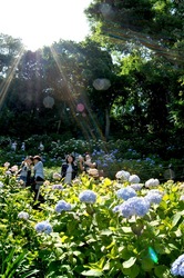 鎌倉長谷寺の眺望散策路からの新緑と紫陽花