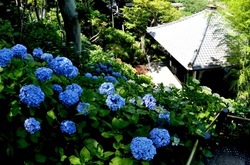 鎌倉長谷寺の眺望散策路からの新緑と紫陽花