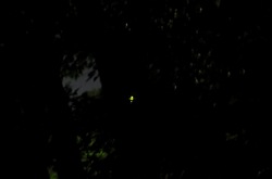 鎌倉鶴岡八幡宮のほたるまつり