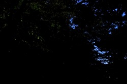 鎌倉鶴岡八幡宮のほたるまつり