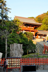 鎌倉の紅葉散策鶴岡八幡宮の本殿前の大銀杏のひこばえ