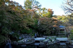 鎌倉紅葉散策2013長谷寺の妙智池