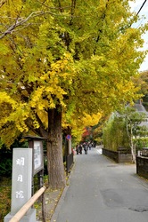 北鎌倉明月院の参道の紅葉