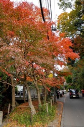 北鎌倉明月院参道の紅葉