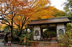 北鎌倉明月院山門前の紅葉