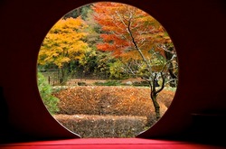 北鎌倉明月院の本堂丸窓からの紅葉