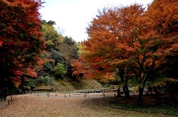北鎌倉明月院の本堂裏庭の紅葉