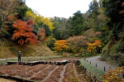 北鎌倉明月院の本堂裏庭菖蒲畑の紅葉