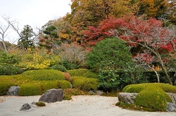 北鎌倉明月院の枯山水庭園の紅葉