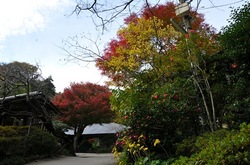 北鎌倉浄智寺の山門付近の紅葉