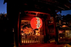 鎌倉長谷寺の紅葉ライトアップ山門前