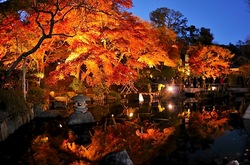 鎌倉長谷寺の紅葉ライトアップ放生池前