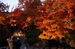 鎌倉長谷寺の紅葉ライトアップ放生池前