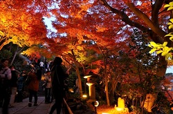鎌倉長谷寺の紅葉ライトアップ良縁地蔵