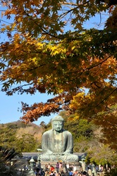 鎌倉高徳院大仏の紅葉