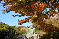 鎌倉高徳院大仏の紅葉