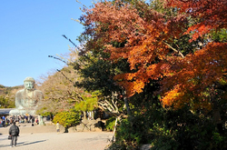 鎌倉高徳院大仏の紅葉