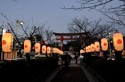 鎌倉若宮大路(段葛)のぼんぼり
