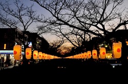 鎌倉若宮大路(段葛)のぼんぼり