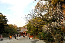 鎌倉鶴岡八幡宮の梅花チェック2014