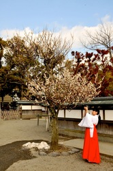 鎌倉鶴岡八幡宮の梅花チェック2014