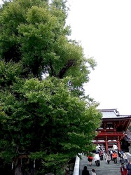鎌倉鶴岡八幡宮大銀杏の倒木とひこばえ