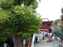 鎌倉鶴岡八幡宮大銀杏の倒木とひこばえ