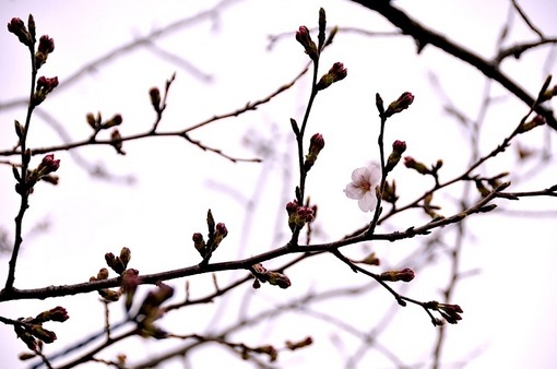 鎌倉鶴岡八幡宮段葛の桜の蕾と開花
