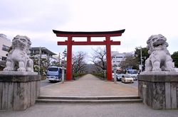 鎌倉鶴岡八幡宮段葛の桜の蕾と開花