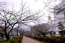 鎌倉鶴岡八幡宮段葛の桜の蕾と開花