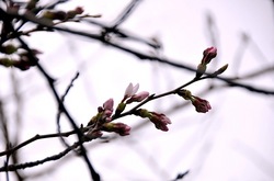 鎌倉鶴岡八幡宮段葛の桜の蕾と開花