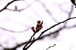 鎌倉鶴岡八幡宮段葛の桜の蕾と開花