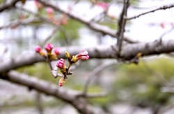 鎌倉鶴岡八幡宮段葛の桜の蕾と開花