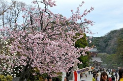 鎌倉鶴岡八幡宮の入口の桜