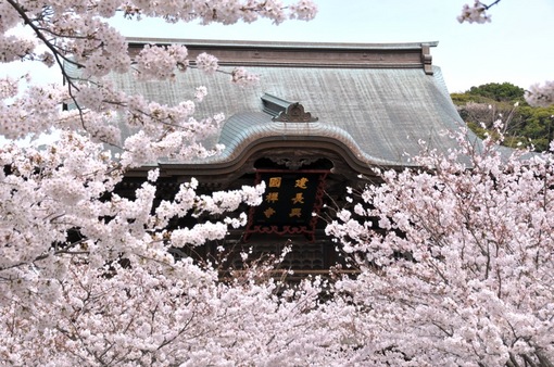 鎌倉桜花チェック2014北鎌倉建長寺の山門