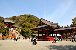 鎌倉桜花チェック2014鶴岡八幡宮