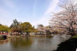 鎌倉桜花チェック2014鶴岡八幡宮源平池の桜