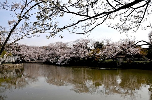 鎌倉桜花チェック2014鶴岡八幡宮の源平池の桜