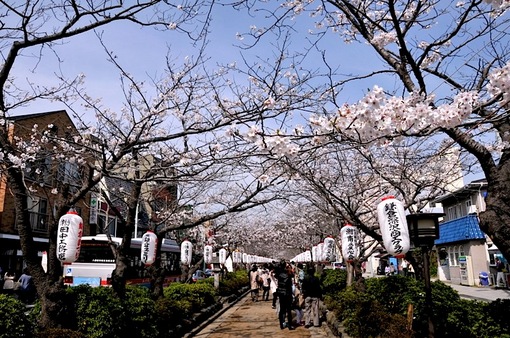 鎌倉桜花チェック2014鎌倉段葛の桜