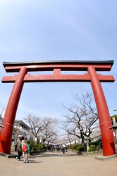 鎌倉桜花チェック2014鎌倉段葛の桜