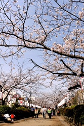 鎌倉桜花チェック2014鎌倉段葛の桜