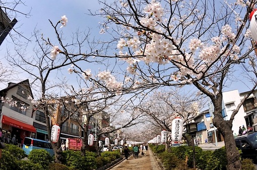 鎌倉桜花チェック2014鎌倉段葛の桜