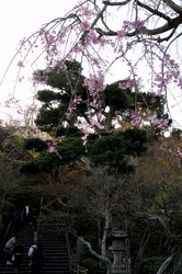 鎌倉桜花チェック2014長谷の長谷寺の枝垂れ桜