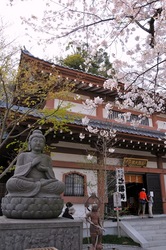 鎌倉桜花チェック2014長谷の長谷寺の桜