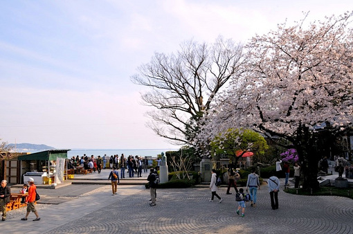 鎌倉桜花チェック2014長谷の長谷寺の桜